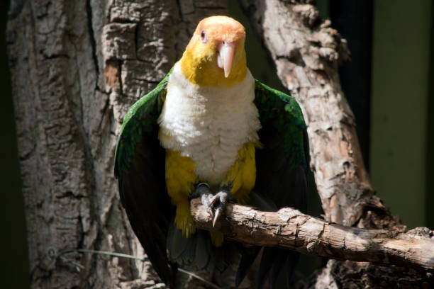 istock the white bellied caique is stretching its green wings 1866411185