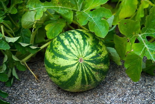 close up on watermelon growing in the home garden