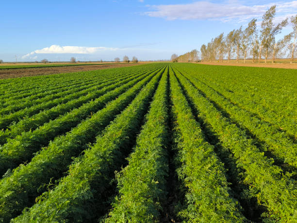 istock carrot field in sunlight in Vojvodina 1866426009