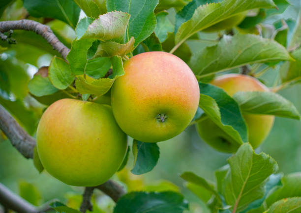 istock red apples on the tree in harvest season 1866427554