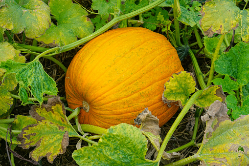 close up on pumpkin in the field in autumn
