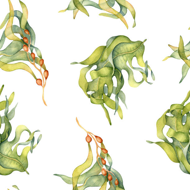 수채화 완벽 한 패턴, , 다시마, 해초를 손으로 그렸습니다. 페인트 조류. 배경, 섬유, 포장, 포장, 해양 수집을 위한 디자인 - spirulina pacifica illustrations stock illustrations
