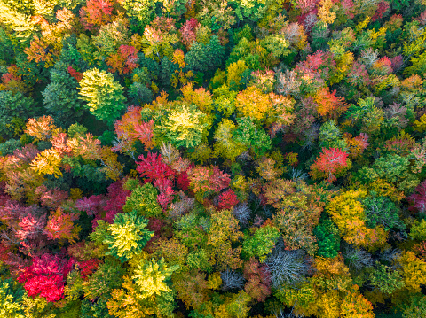aerial view of colorful autumn forest as nature background