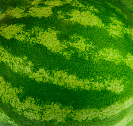 watermelon skin pattern as design background