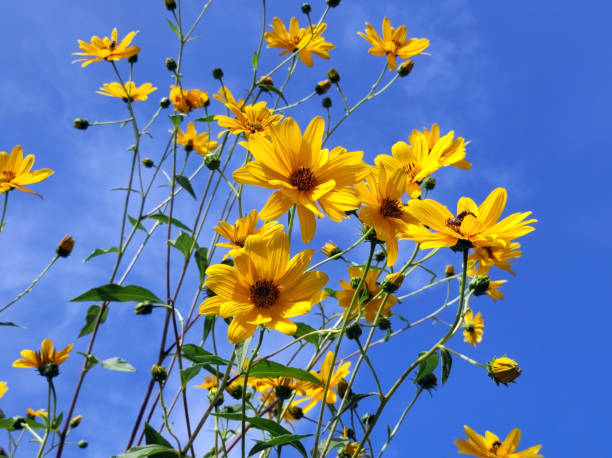 istock blooming Jerusalem artichoke in sunlight 1866447757