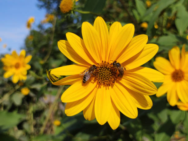 istock blooming Jerusalem artichoke in sunlight 1866448863