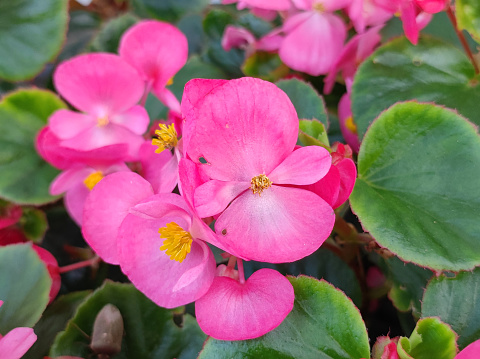 colorful wax begonias in blossom