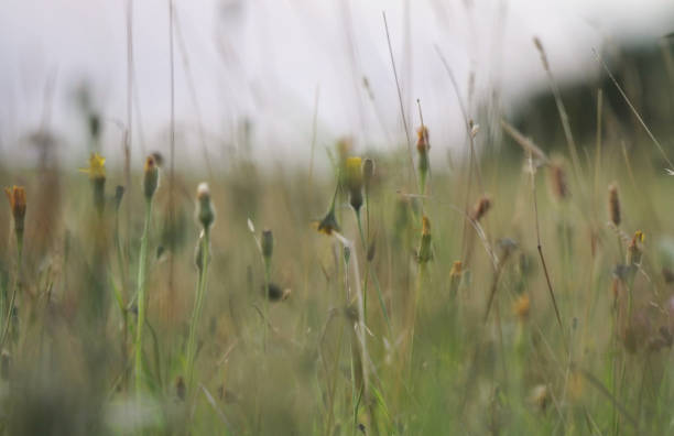 istock Flowers and Plants 1866515555