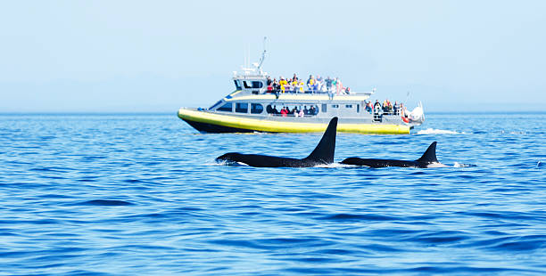istock Orcas with Whale Watching Boat, Victoria, Canada 186652393
