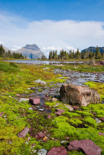 Going-to-the-Sun Mountain from Logan Pass Going-to-the-Sun Mountain stands prominently behind this alpine tarn located on the Continental Divide near Logan Pass in Glacier National Park, Montana, USA. jeff goulden glacier national park stock pictures, royalty-free photos & images