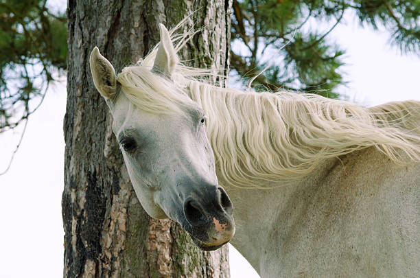 asil 아라비아 마레 둘러봄 - asil arabian horse 뉴스 사진 이미지