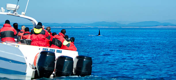 istock Whale Watchers Looking at an Orca, Victoria, Canada 186652618
