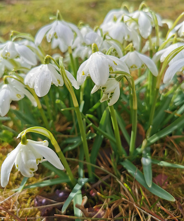 snowdrops flowers in the spring as nice nature background