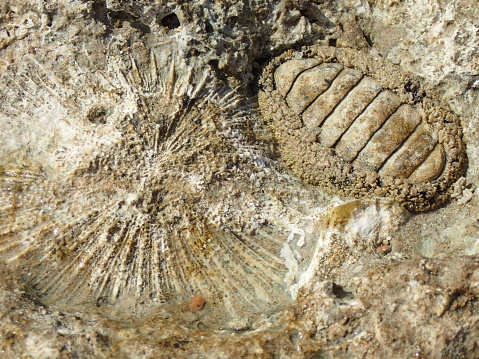 Fossil trilobite, Pseudophillipsia artiensis, Russia. Arthropoda; Ditomopyginae; Krasnoufimsk; Paleozoic era; Permian; Phillipsiidae; Proetoidea; Pseudophillipsia artiensis; Russia; Trilobita; Trilobite fossil; black; brown; cephalon; color image; eaarly Permian Period; exoskeleton; extinct; fossil; fossiliferous rock; geologic specimen; glabella; horizontal; palaeontology; photograph; photography; pygidium; trilobite; whole animal