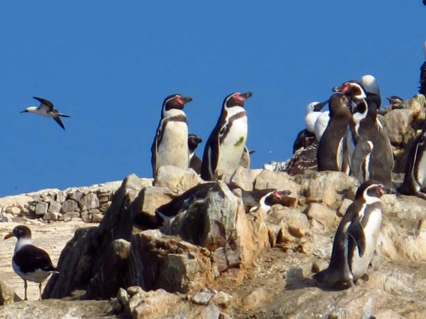 istock Rocks with animals in the Pacific ocean, Paracas, Peru 1866534178