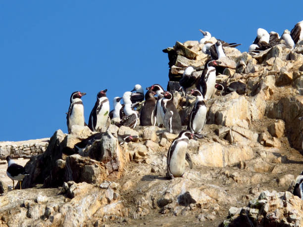 istock Rocks with animals in the Pacific ocean, Paracas, Peru 1866534680
