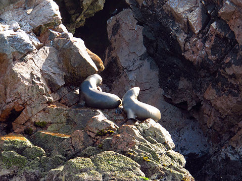 Rocks with animals in the Pacific ocean close Paracas, Peru