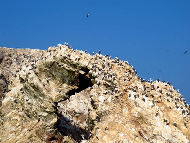 istock Rocks with animals in the Pacific ocean, Paracas, Peru 1866534694