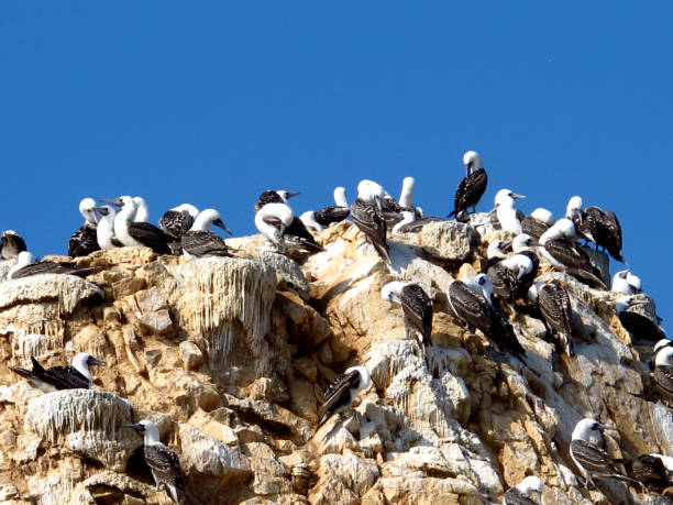 istock Rocks with animals in the Pacific ocean, Paracas, Peru 1866534702