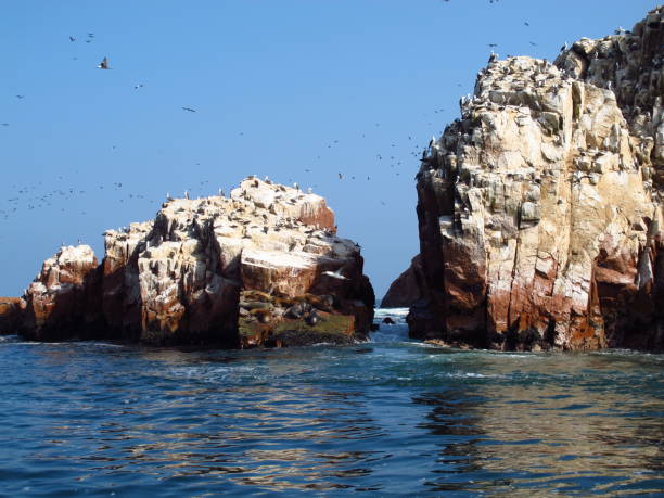 istock Rocks with animals in the Pacific ocean, Paracas, Peru 1866535221