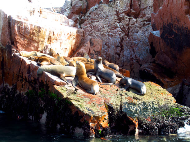 istock Seals on rocks in the Pacific ocean, Paracas, Peru 1866535225