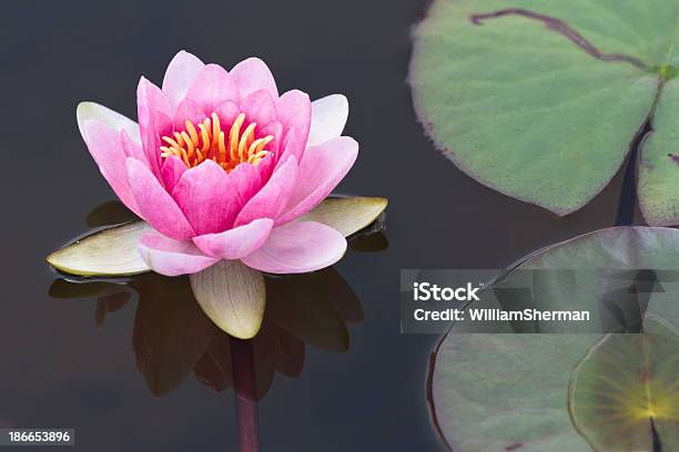 Lirio Rosa De Agua De Estanque Del Jardín Foto de stock y más banco de imágenes de Agua - Agua, Belleza, Belleza de la naturaleza