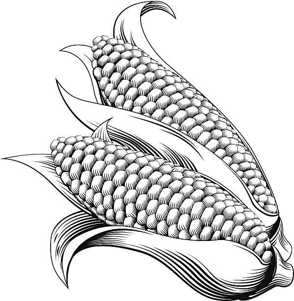 illustrazioni stock, clip art, cartoni animati e icone di tendenza di vintage retrò silografia mais dolce - corn corn crop corn on the cob food