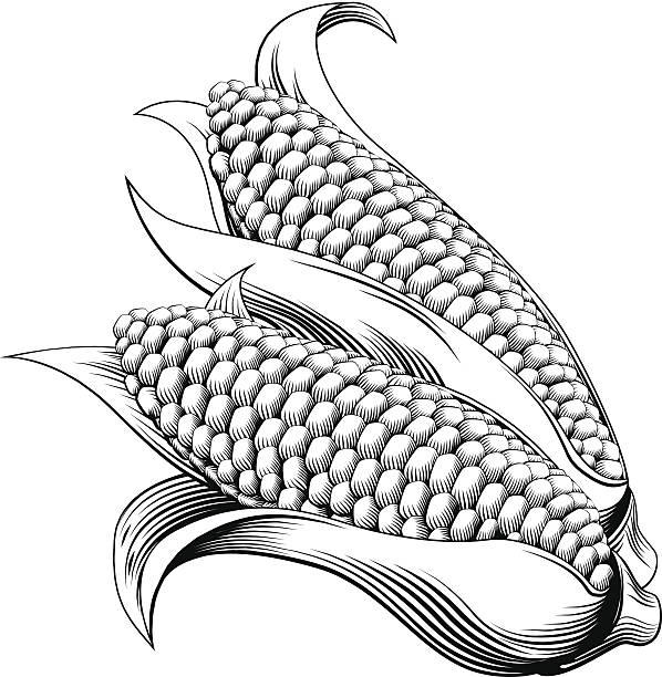 빈티지 복고풍 목판화 스위트 콘 - corn corn crop corn on the cob isolated stock illustrations