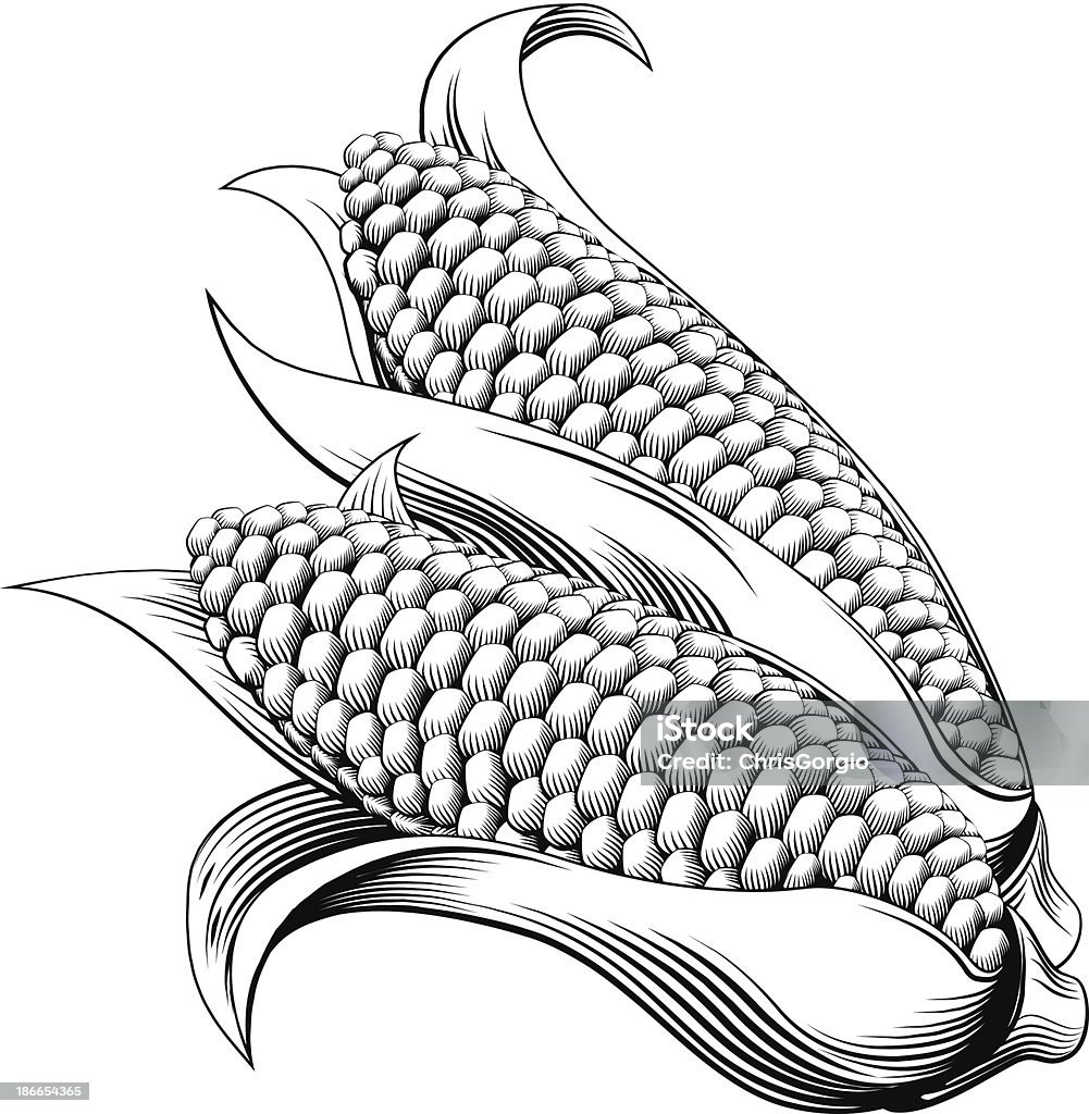 Vintage retro woodcut sweetcorn A vintage retro woodcut print or etching style sweetcorn illustration Corn stock vector