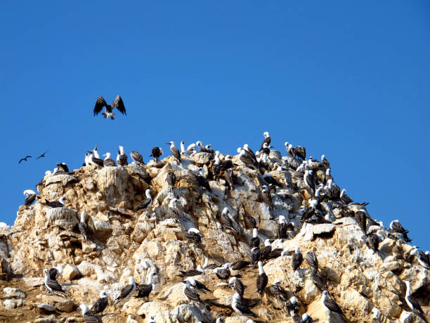 istock Rocks with animals in the Pacific ocean, Paracas, Peru 1866547630