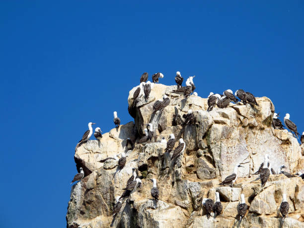 istock Rocks with animals in the Pacific ocean, Paracas, Peru 1866547636
