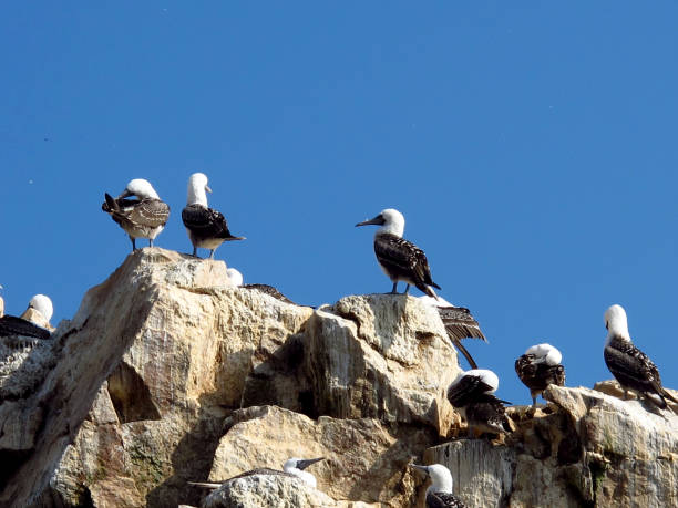 istock Rocks with animals in the Pacific ocean, Paracas, Peru 1866547638