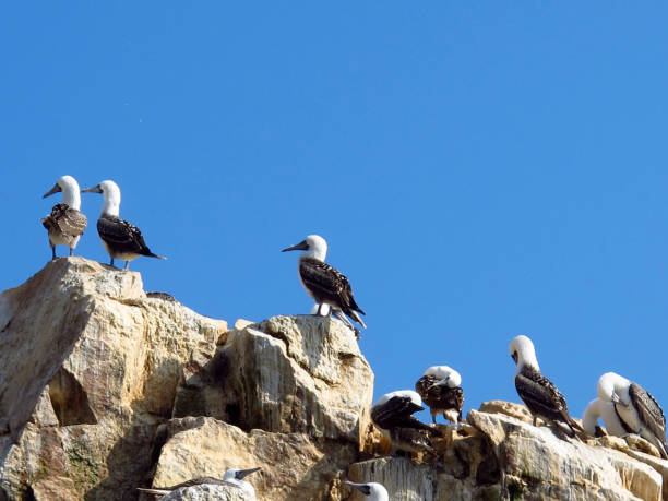 istock Rocks with animals in the Pacific ocean, Paracas, Peru 1866547652