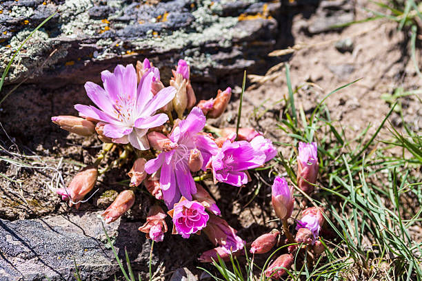 Bitterroot Flowers A Bitterroot Plant full of blossoms and buds. Found in the springtime at the Bison Range in northwestern Montana. lewisia rediviva stock pictures, royalty-free photos & images