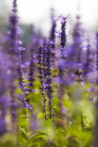 istock Lavender field on a sunny day 186654868