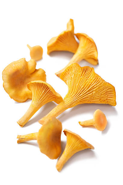 chanterelles isolé - chanterelle edible mushroom mushroom freshness photos et images de collection