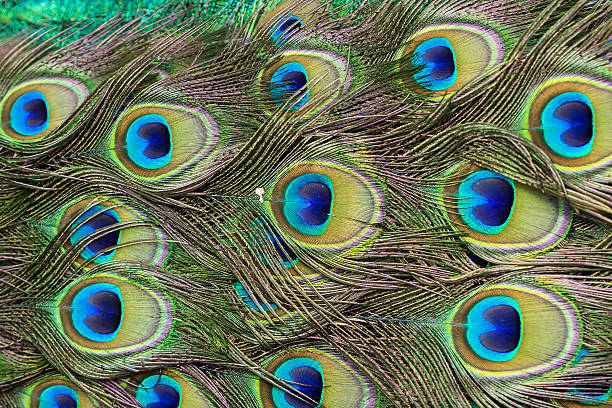 istock feather of a peacock 186655545