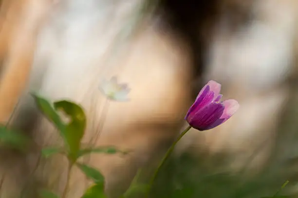 Beautiful wood anemone, Arctic starflower in the background, shallow depth of field