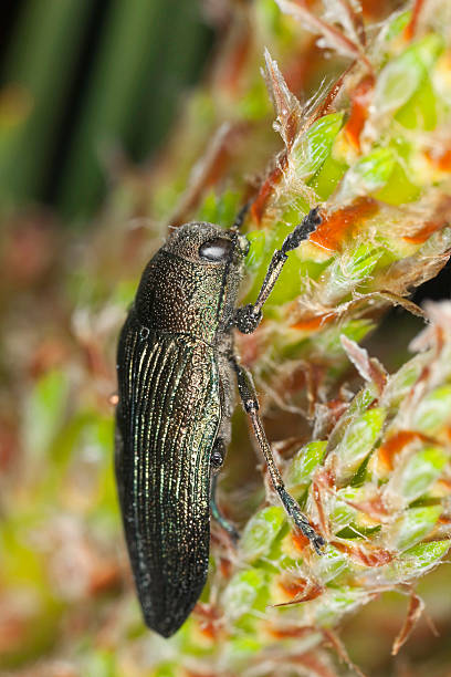 Buprestis rustica on pine plant, macro photo