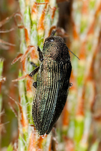 istock Buprestis rustica on pine, macro photo 186656604