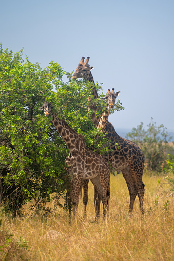 A giraffe with beautiful panorama of the savannah in the plains of the Serengeti National Park Vertical view – Tanzania