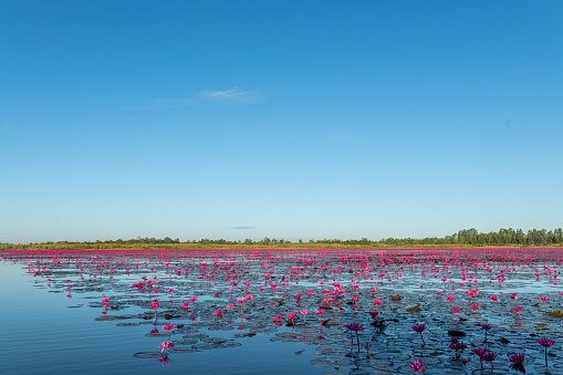 Scenic view of Red Lotus Sea Lake during morning when all the lotus are blooming in Tambon Chiang Wae, Chiang Haeo, Kumphawapi District, Udon Thani