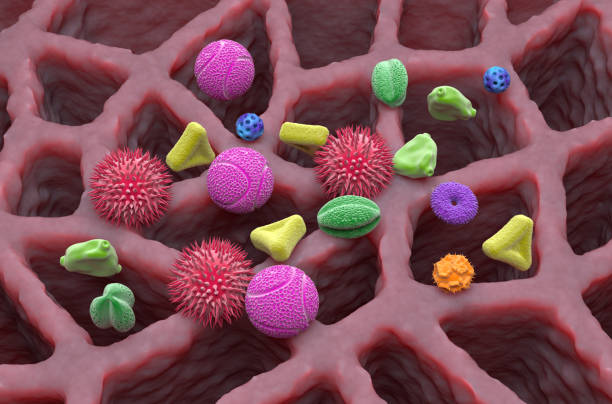 istock Multiple types of pollen grains in the lung tissue - isometric view 3d illustration 1866584064