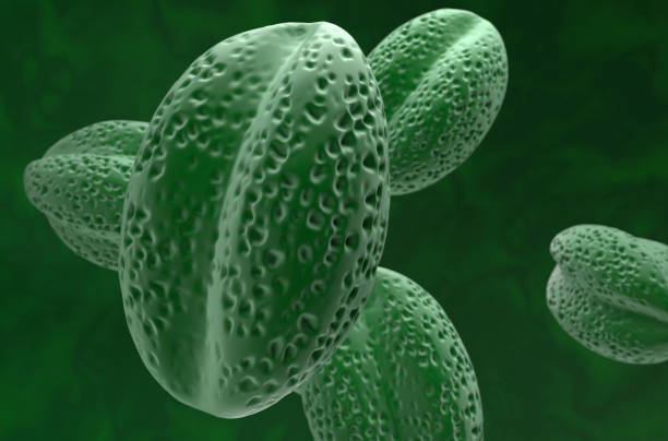 Pollen grains from anther of Tradescantia (spiderworts) flower. Scanning electron microscopy.