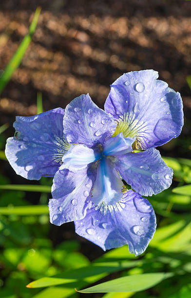 lily flower with dew drops stock photo