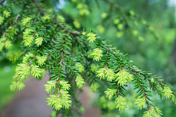 Spruce branch with fresh sprouts stock photo