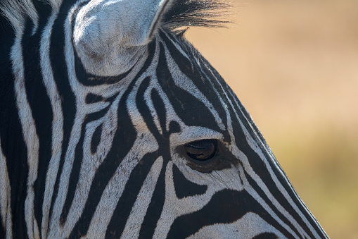 Close-up of a zebra skin.