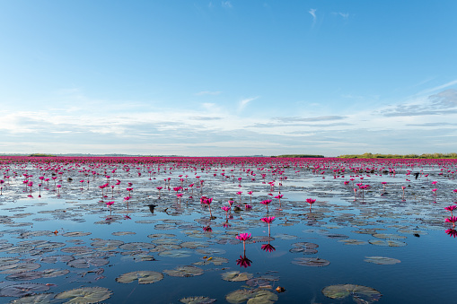 Scenic view of Red Lotus Sea Lake during morning when all the lotus are blooming in Tambon Chiang Wae, Chiang Haeo, Kumphawapi District, Udon Thani