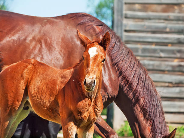 istock little chestnut foal with mom 186658763