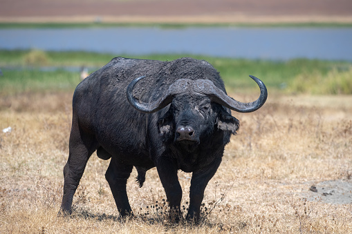 A large male African buffalo looking menacingly in the Ngorongoro National Park crater with lake in the background - Tanzania